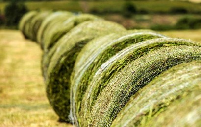 Сінаж і силос: Оптимізація зимового раціону ВРХ