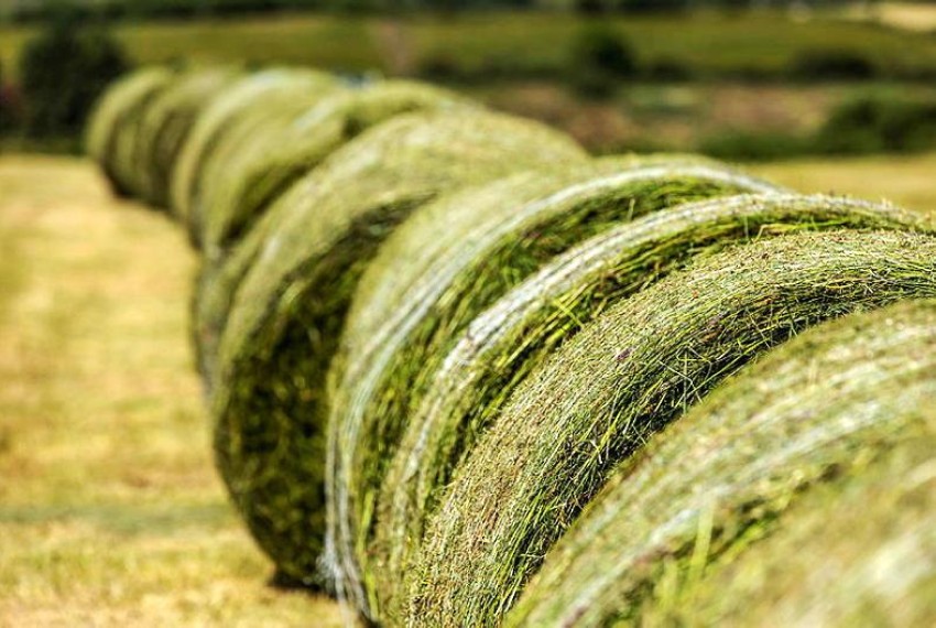 Сінаж і силос: Оптимізація зимового раціону ВРХ Сінаж і силос: Оптимізація зимового раціону ВРХ