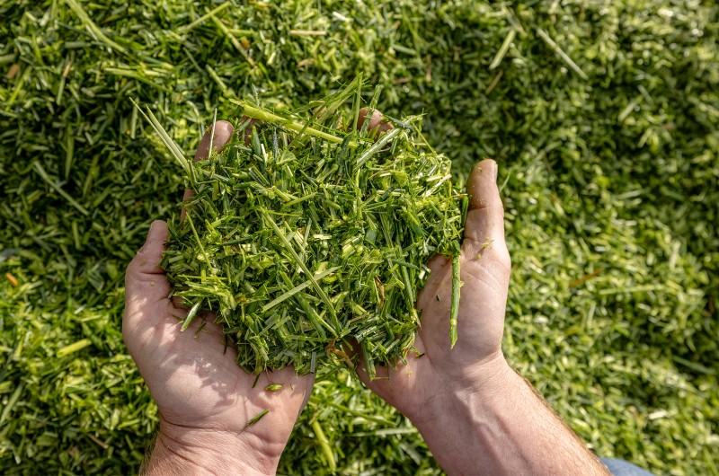 Роль силосу та сінажу