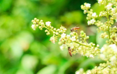 Бджоли на ділянці: як отримати користь і не зробити типових помилок