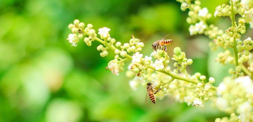 Бджоли на ділянці: як отримати користь і не зробити типових помилок Бджоли на ділянці: як отримати користь і не зробити типових помилок