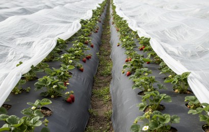 Агроволокно: все, що потрібно знати про сучасний захист рослин Агроволокно: все, що потрібно знати про сучасний захист рослин