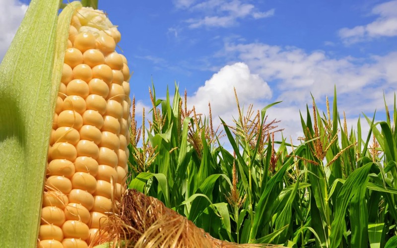 Орієнтири по регіонах України: де і що сіяти?