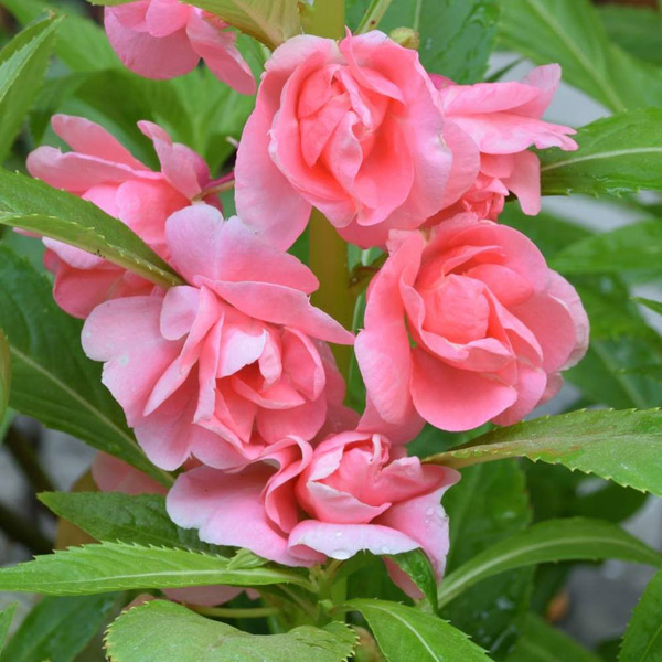 'Camellia Flowered' Balsam