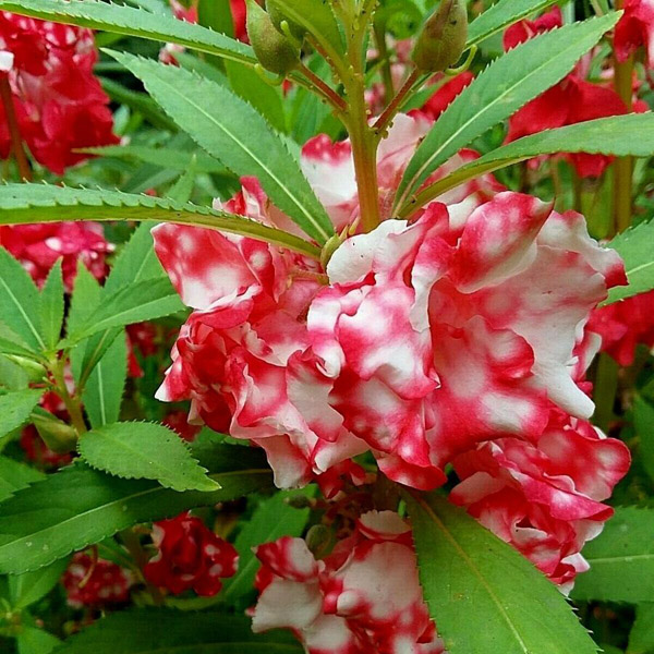 'Peppermint Sticks' Balsam