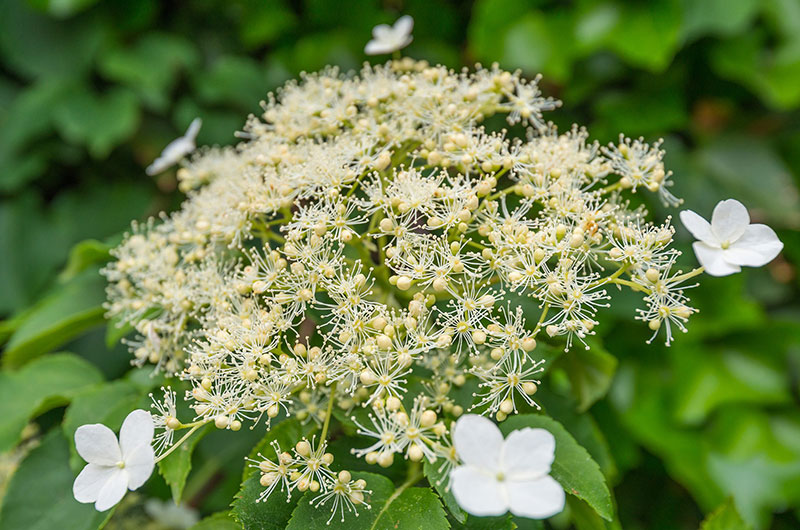 Гортензія черешкова (Hydrangea petiolaris)