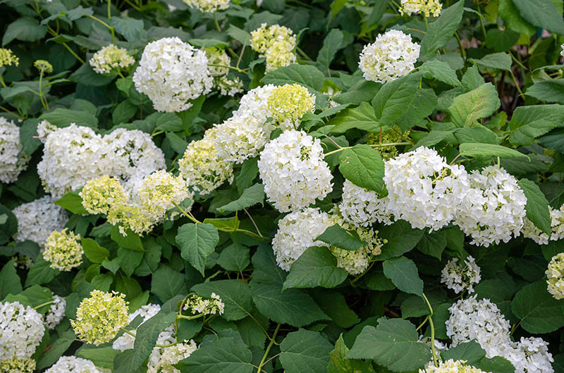 Гортензія деревоподібна (Hydrangea arborescens)