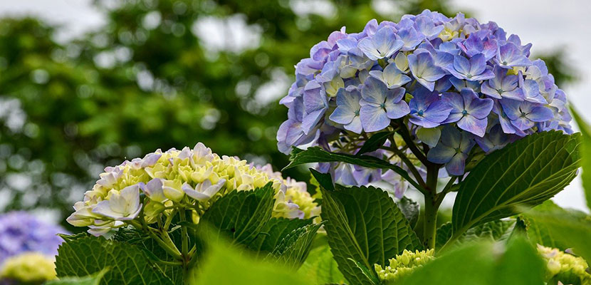 6 цікавих фактів про гортензію