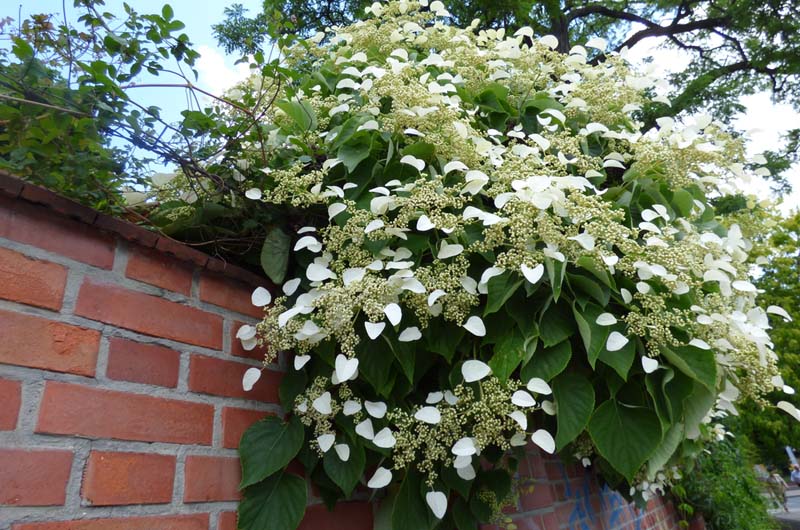 Горензія черешкова (плетиста)