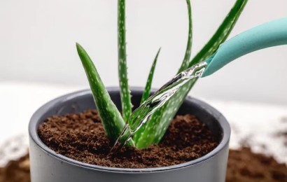 Алоє: як часто поливати, щоб було здорове
