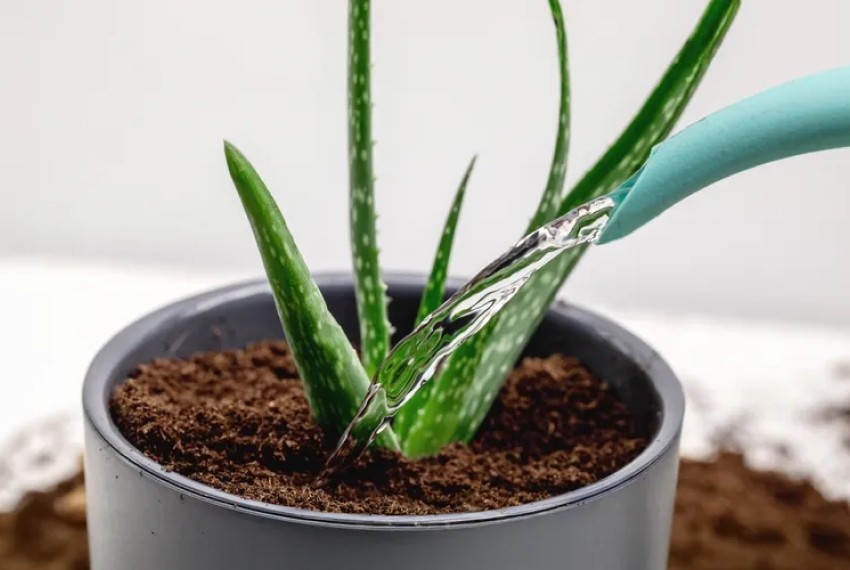Алоє: як часто поливати, щоб було здорове