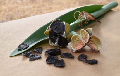 Амариліс: як розмножити з насіння