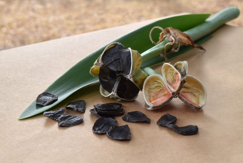 Амариліс: як розмножити з насіння