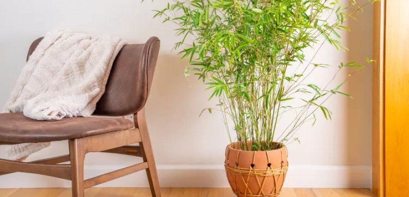 Золотий бамбук: вирощування та догляд