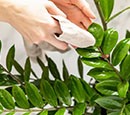 Як очистити листя кімнатних рослин?