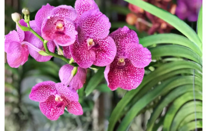 Орхідея Ванда: вирощування та догляд