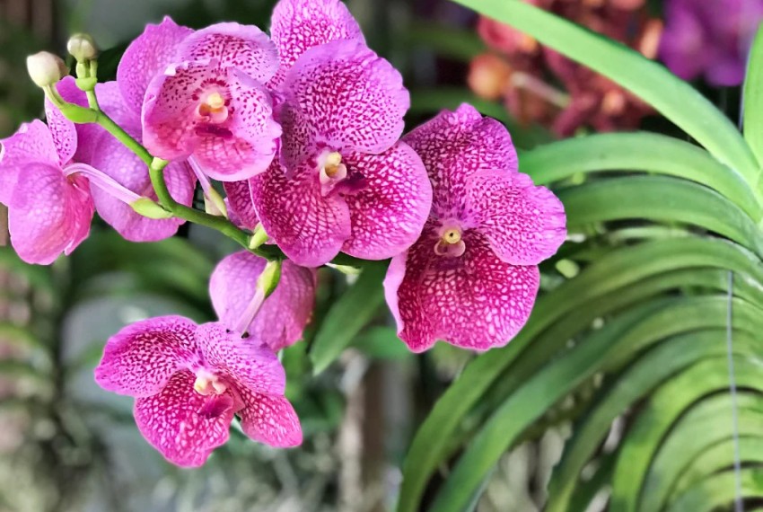 Орхідея Ванда: вирощування та догляд Орхідея Ванда: вирощування та догляд