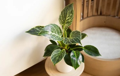 Філодендрон Біркін: вирощування та догляд