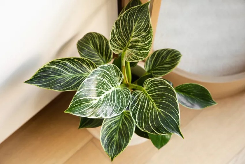 Філодендрон Біркін: вирощування та догляд