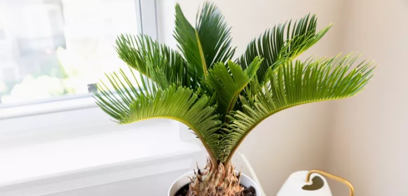 Сагова пальма: догляд, вирощування та розмноження 