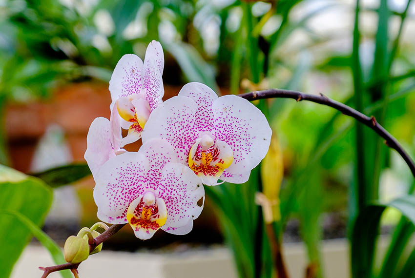 5 причин, чому у орхідеї опадає листя