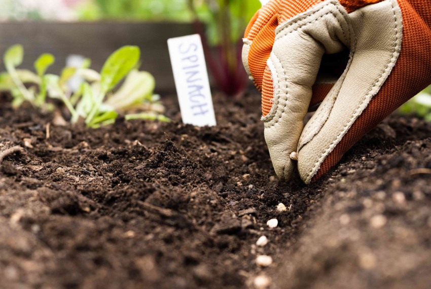 7 секретів, як не прогадати з насінням у цьому сезоні 7 секретів, як не прогадати з насінням у цьому сезоні