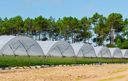 Вберегти врожай просто – і це залежить не лише від погоди