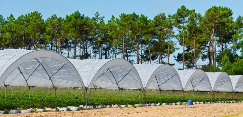 Вберегти врожай просто – і це залежить не лише від погоди Вберегти врожай просто – і це залежить не лише від погоди