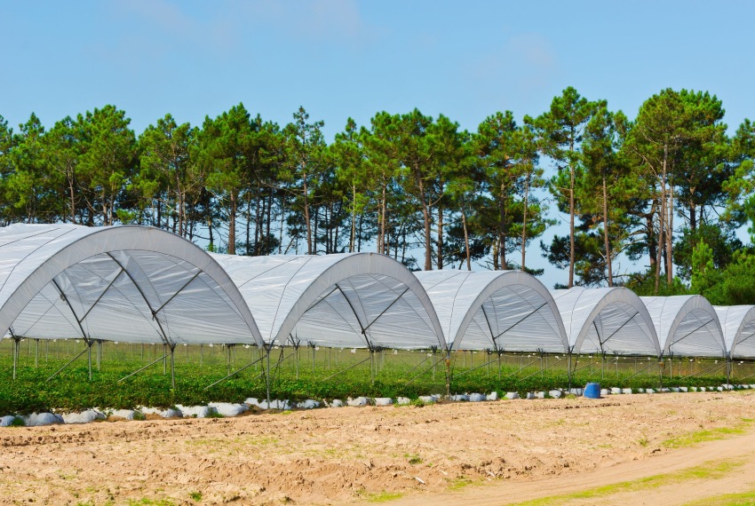 Вберегти врожай просто – і це залежить не лише від погоди