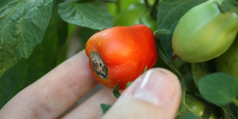 Причина 3: Вершинна гниль — не хвороба, а нестача кальцію