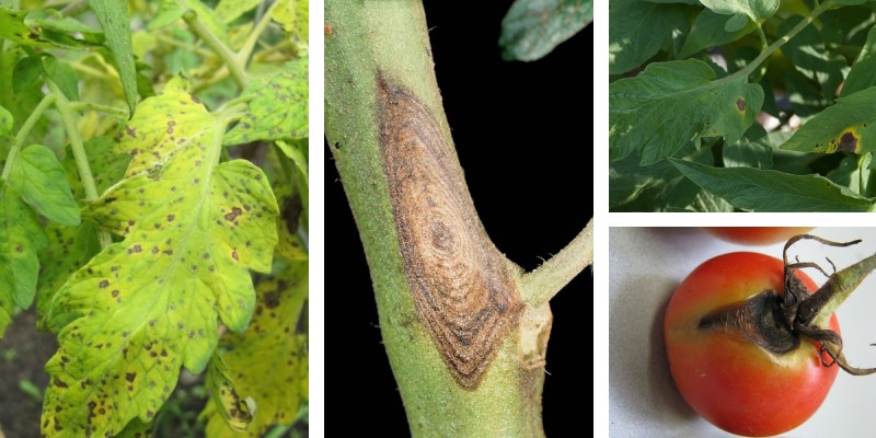 Причина 2: Альтернаріоз (суха плямистість)