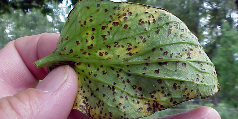 Причина 4: Бактеріальна плямистість