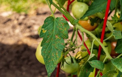 Чорні та бурі плями на помідорах: причини та як вилікувати?