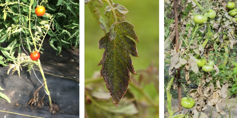 Причина 5: Фузаріоз і вертицильоз — хвороби судинної системи