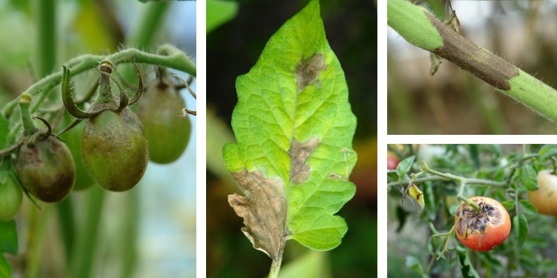 Причина 1: Фітофтороз — найнебезпечніший ворог