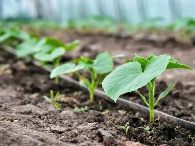 Крапельний полив