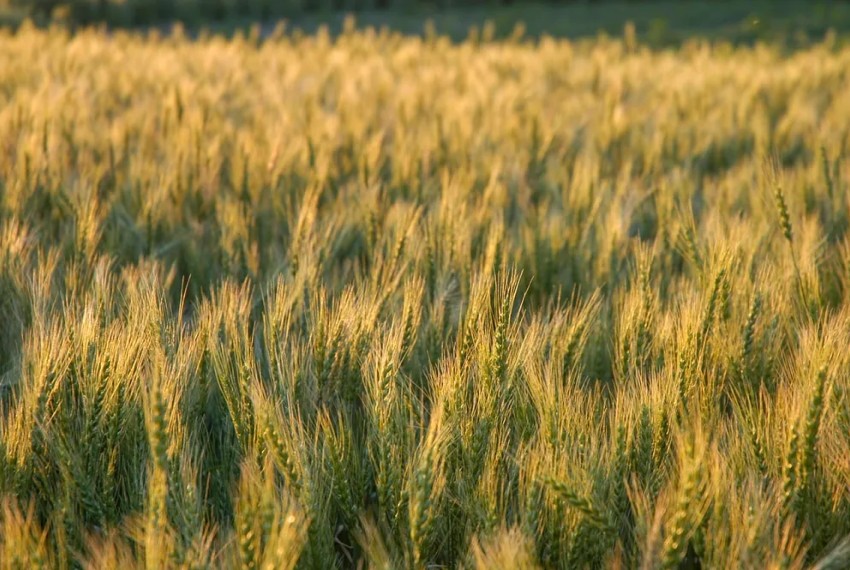 7 інновацій у селекції озимої пшениці: що чекає аграріїв