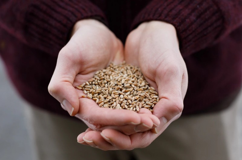 2. Використання генетичних ресурсів і старих колекцій