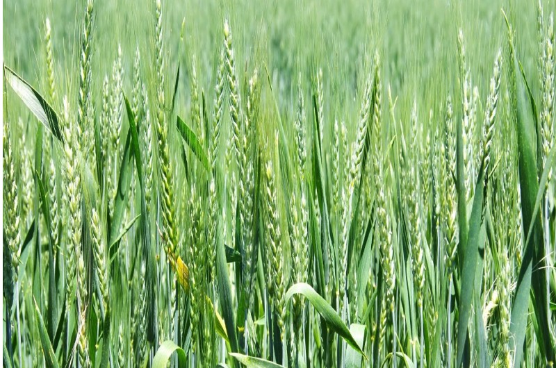 6. Орієнтація на кліматичну стійкість