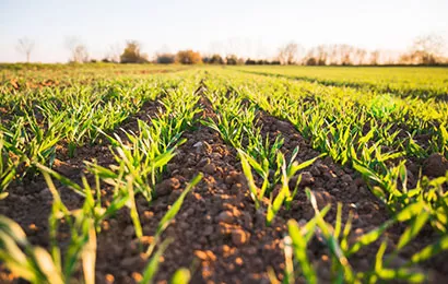 USDA зони морозостійкості в Україні: детальний огляд