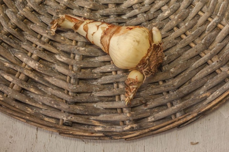 Розмноження амариліса дочірніми цибулинами