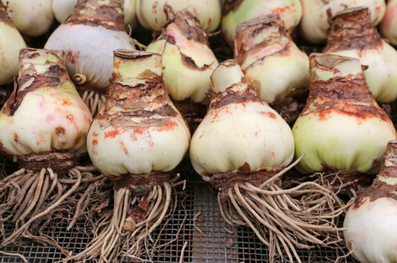 Розмноження через "чіпування"