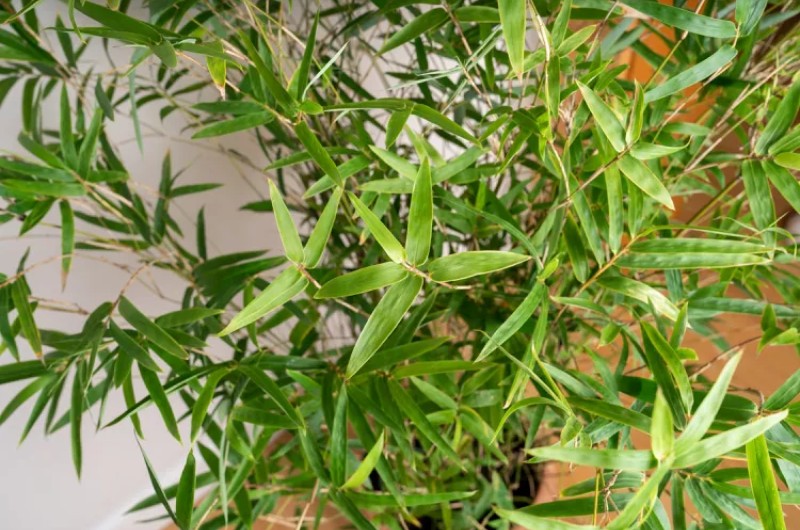 Чи можна вирощувати золотий бамбук у приміщенні?