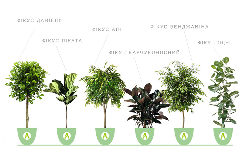 Фікус Одрі