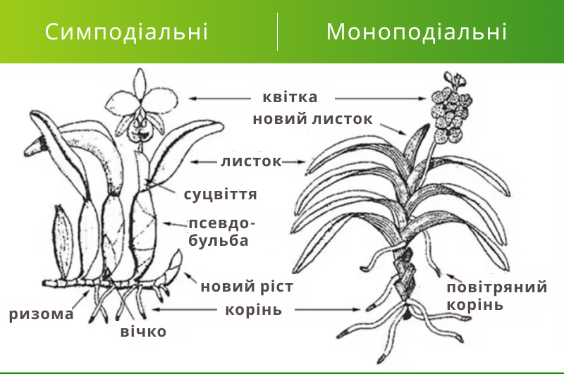 Методи розмноження для різних видів орхідей
