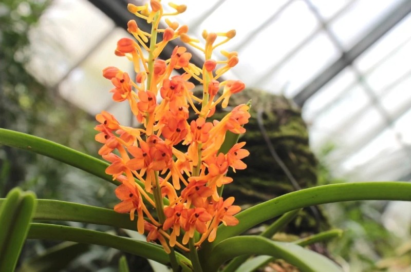 Догляд за орхідеєю Ванда