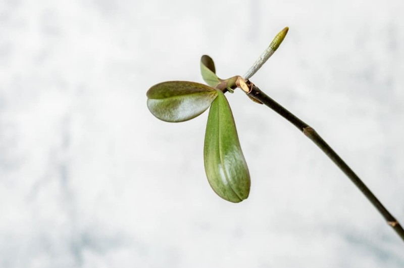 Розмноження орхідей Ванда