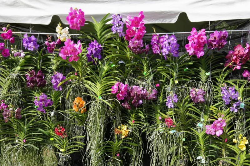 Догляд за орхідеєю Ванда