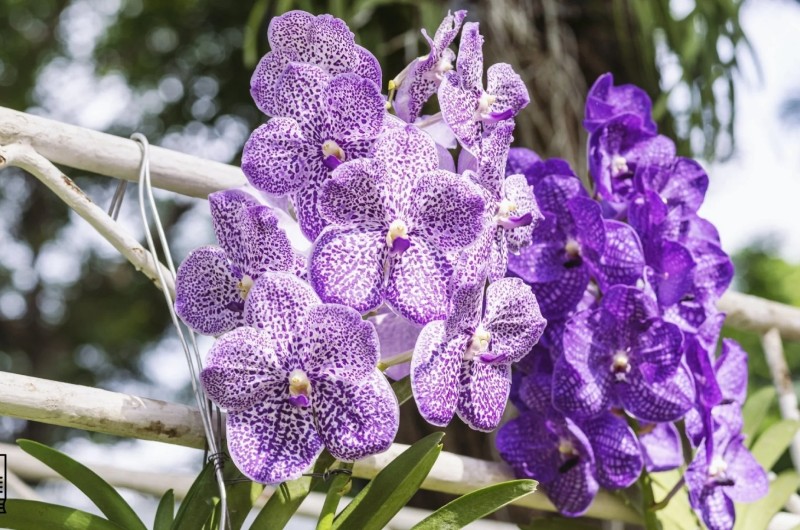 Як стимулювати цвітіння Ванди?