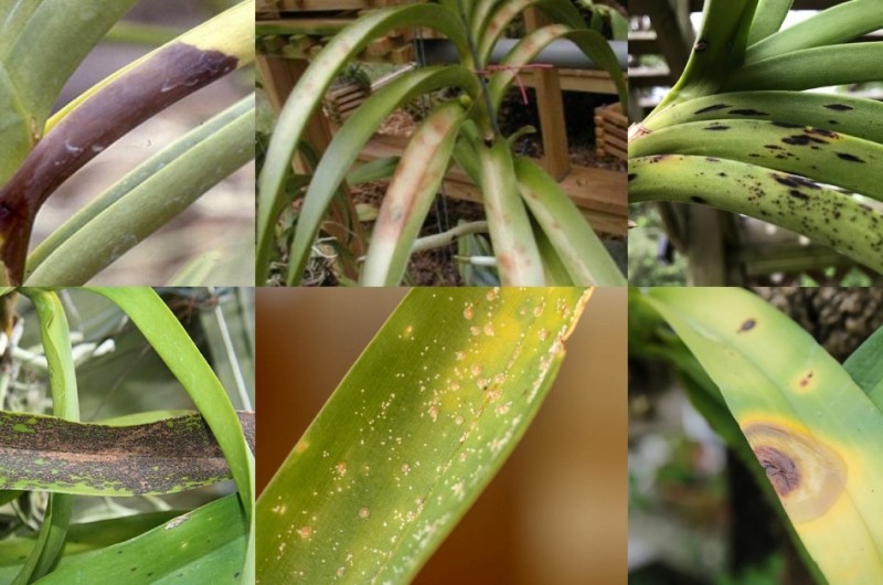 Поширені Проблеми та Хвороби